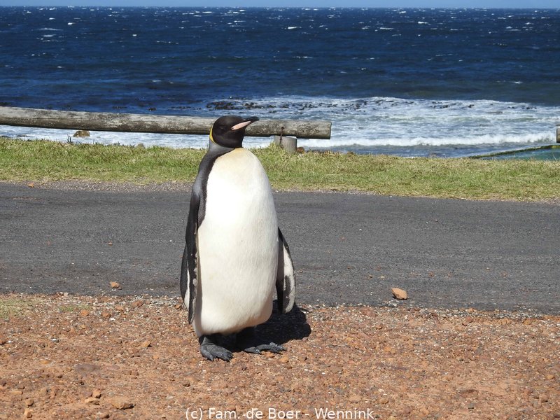 191031_155057-Een verdwaalde pinguïn..jpg